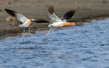 American avocets (Recurvirostra Americana) chasing at the seashore, Galveston, Texas, USA