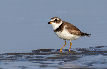 Semipalmated plover (Charadrius semipalmatus) at the seashore, Galveston, Texas, USA