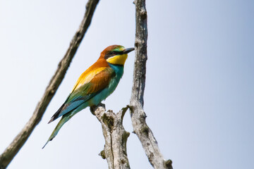 The European bee-eater (Merops apiaster)