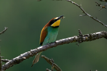 The European bee-eater (Merops apiaster)