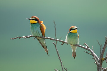 The European bee-eater (Merops apiaster)