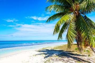 Palm tree on the caribbean tropical beach. Saona Island, Dominican Republic. Vacation travel background