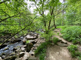 Stream in old forest with rocks and wild plants in, Harcastle Crags, Hebden Bridge, UK