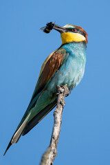 The European bee-eater (Merops apiaster)