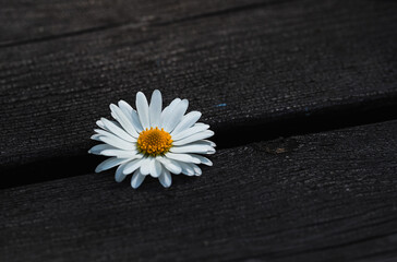 Obraz premium daisy on black background