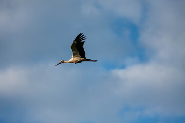Flying graceful stork in the sky.