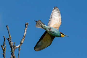 The European bee-eater (Merops apiaster)
