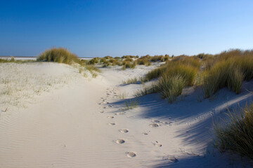 Fototapeta na wymiar the dunes, Renesse, Zeeland, the Netherlands