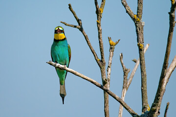 The European bee-eater (Merops apiaster)