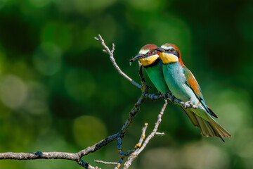 The European bee-eater (Merops apiaster)