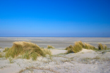 Fototapeta na wymiar the dunes, Renesse, Zeeland, the Netherlands