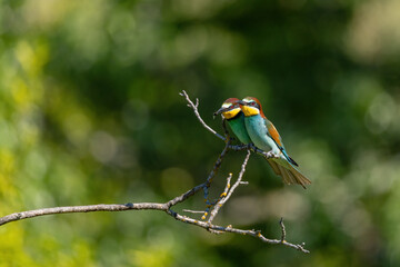 The European bee-eater (Merops apiaster)