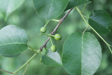 green olives on a branch