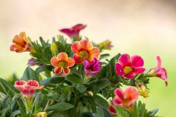 petunia (Petunia hybrida) flowers in the garden