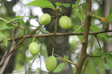 green olives on tree