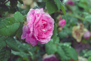 Fototapeta premium Large raindrops on the petals of a pink rose in the garden. Tinted.