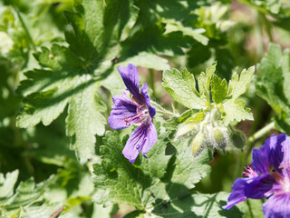 Géranium magnificum ou bec de grue à inflorescence spectaculaire en cymes bleu-violet soutenu et large feuillage vert franc