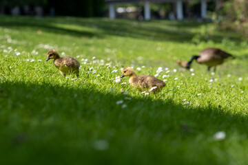 Duckling on the green grass