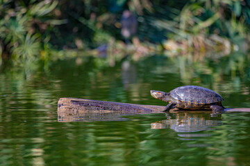 Tortuga tomando sol en parque de las leyendas