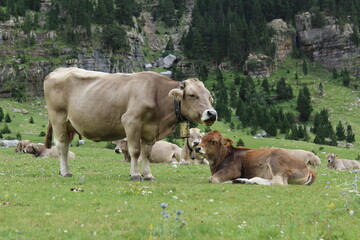 Naklejka na ściany i meble Ternero y vaca en pradera del Valle de Ordesa (Huesca, España)