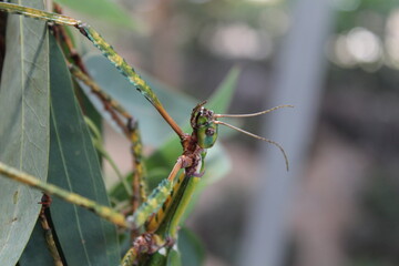 Insectopalo, bichopalo hembra verde camuflado en la rama bosque