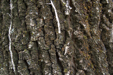 Ripresa a distanza ravvicinata di una corteccia di quercia.
