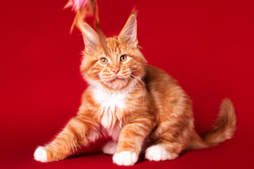 Kitten. Lovely big red and white maine coon pussy cat on red background in studio.