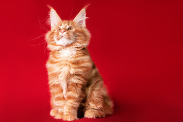 Kitten. Lovely big red and white maine coon pussy cat on red background in studio.