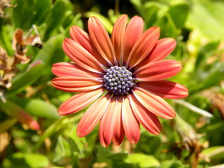 Osteospermum is an African daisy. Osteospermum coral. A small bush of the hardy long flowering plants of African daisy Osteospermum from the genus Asteraceae  
