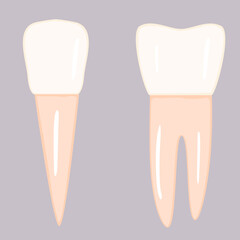 Tooth isolated stock vector image 