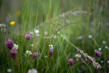 Defocused early summer meadow background. Close up.