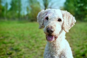 Portrait of a dog in nature. Large royal sheared poodle.