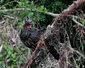 A big red-eyed bird watching over its territory