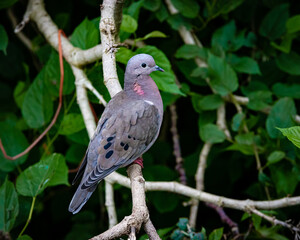 A colorful dove sitting on a branch