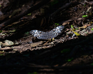 A camouflaged butterfly sitting at the ground enjoying the sun