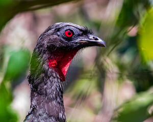 A red-eyed bird looking fierce and angry