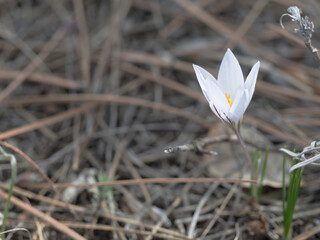 A delicate snowdrop flower grows in the forest. A delicate snowdrop flower is one of the symbols of spring