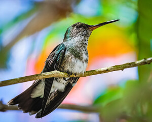 A tiny hummingbird looking after its kingdom