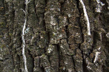 Ripresa a distanza ravvicinata di una corteccia di quercia.