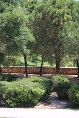 Flores y vegetación en el parque en primavera