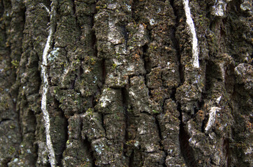 Ripresa a distanza ravvicinata di una corteccia di quercia.