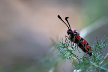Macrophotographie d'une zygène