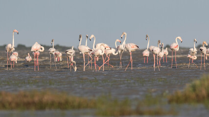 Flamants en Camargue