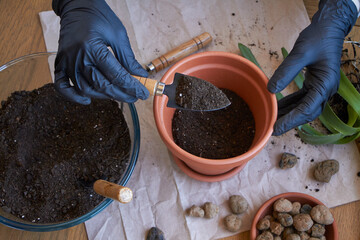 Step by step transplanting home plant aloe vera into clay flower pot, female hands transplant plant...