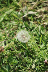 Flores y vegetación en el parque en primavera