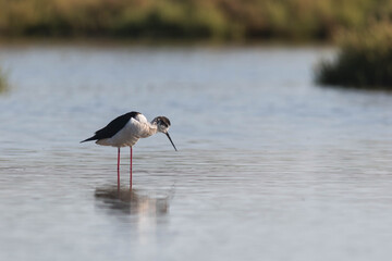 Echasse blanche avec son plumage estival