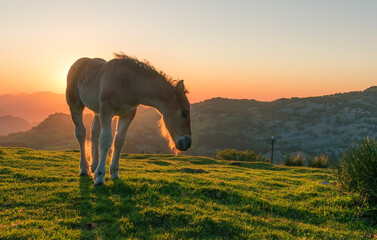 A backlighting to a foal in a sunset