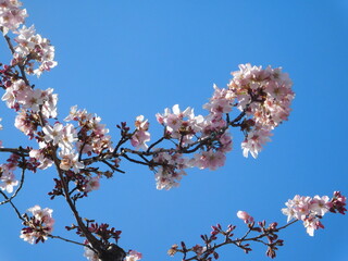 pink cherry blossom