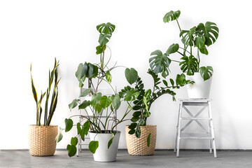 The stylish space is filled with many modern green plants with various pots. Modern home garden composition. Stylish and minimalistic urban jungle interior. Botany home decor with a lot of plants.