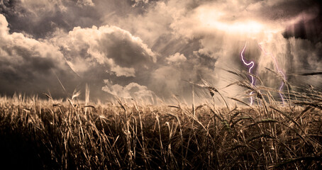 Dramatic clouds over field of wheat © rolffimages